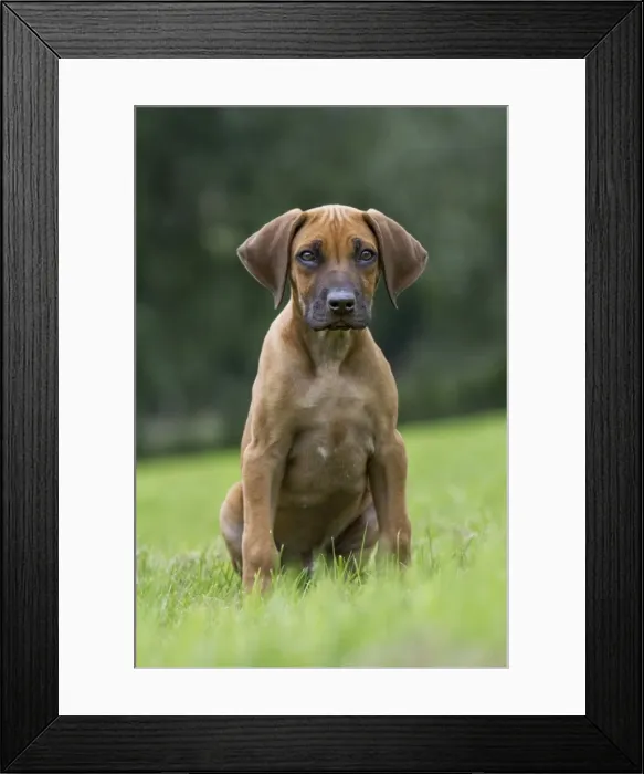 Framed Print : Picture No. 10983087 Framed Print : Picture No. 10983087