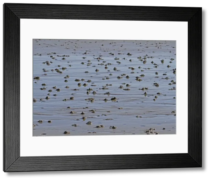 Framed Print : Picture No. 10983095 Framed Print : Picture No. 10983095