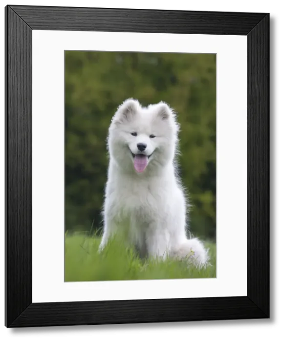 Framed Print : Picture No. 10983092