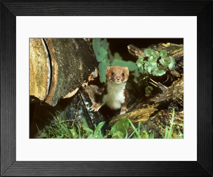 Framed Print : Picture No. 10983094 Framed Print : Picture No. 10983094
