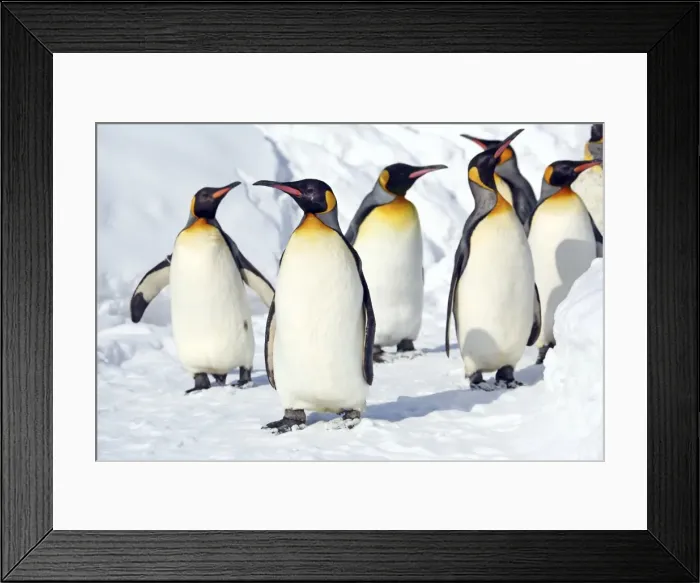 Framed Print : Picture No. 10983117