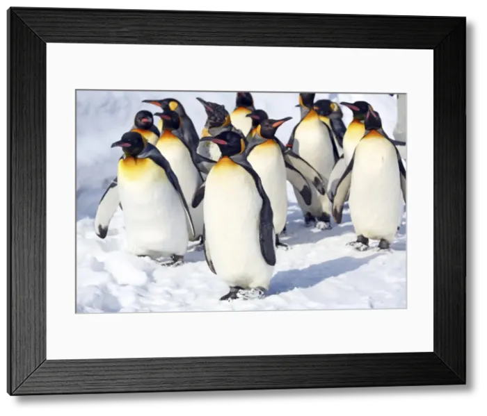 Framed Print : Picture No. 10983118 Framed Print : Picture No. 10983118