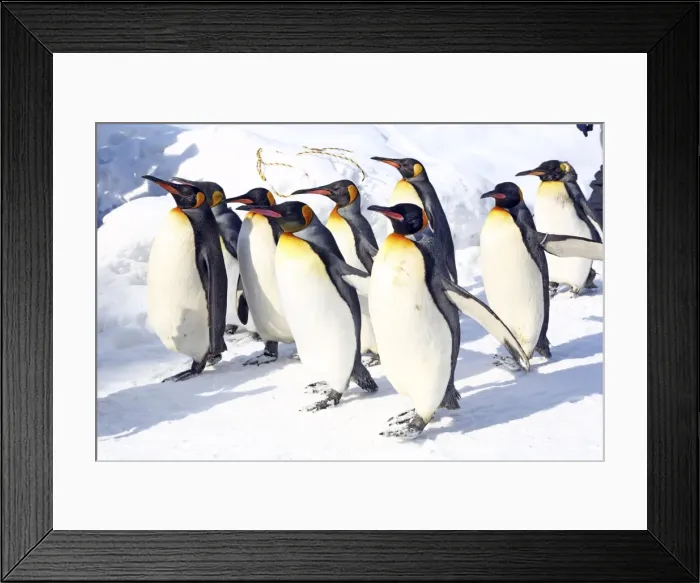 Framed Print : Picture No. 10983120