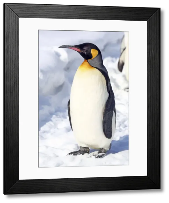 Framed Print : Picture No. 10983119 Framed Print : Picture No. 10983119