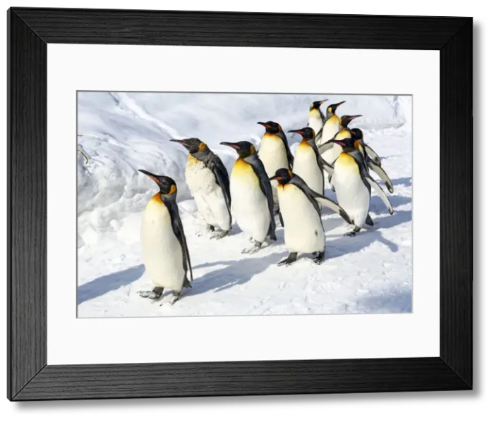 Framed Print : Picture No. 10983127 Framed Print : Picture No. 10983127