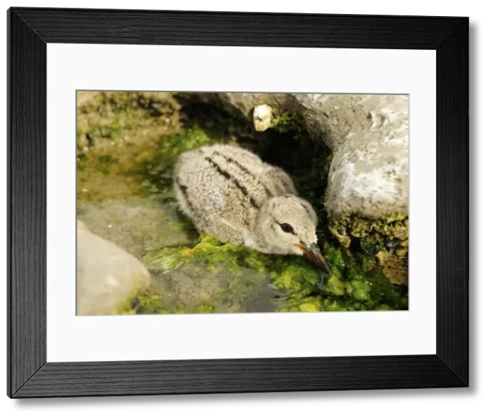 Framed Print : Picture No. 10983132 Framed Print : Picture No. 10983132