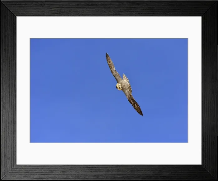 Framed Print : Picture No. 10983137 Framed Print : Picture No. 10983137
