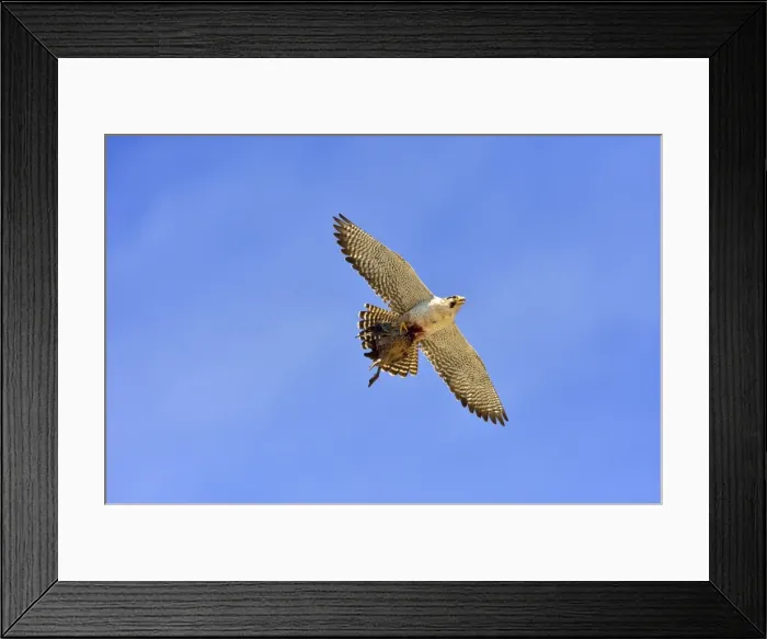 Framed Print : Picture No. 10983141 Framed Print : Picture No. 10983141