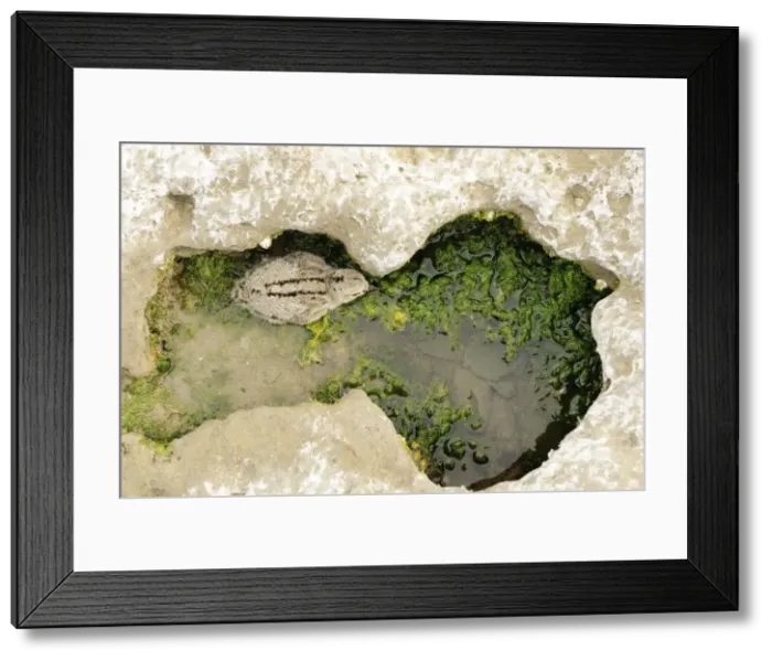 Framed Print : Picture No. 10983131 Framed Print : Picture No. 10983131