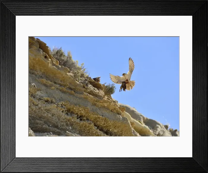 Framed Print : Picture No. 10983143 Framed Print : Picture No. 10983143