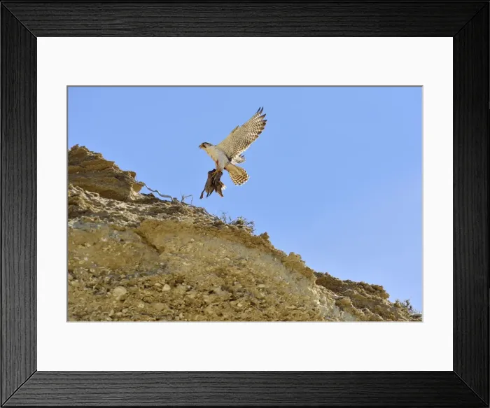 Framed Print : Picture No. 10983142 Framed Print : Picture No. 10983142