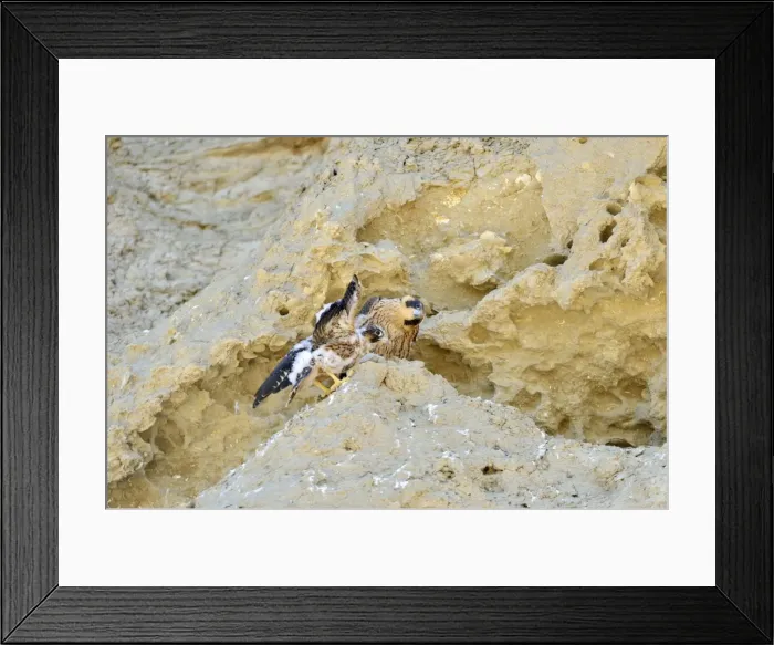 Framed Print : Picture No. 10983145 Framed Print : Picture No. 10983145