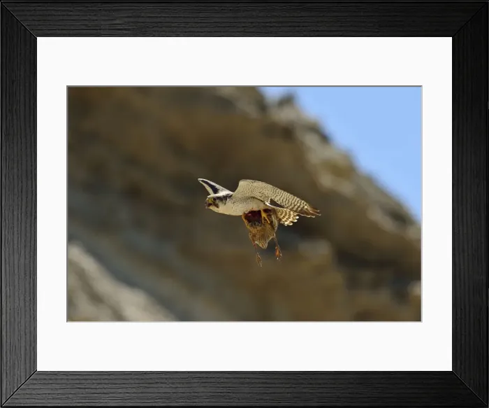 Framed Print : Picture No. 10983139 Framed Print : Picture No. 10983139