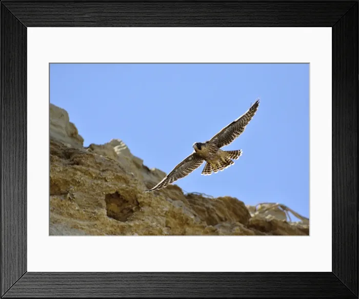 Framed Print : Picture No. 10983146 Framed Print : Picture No. 10983146
