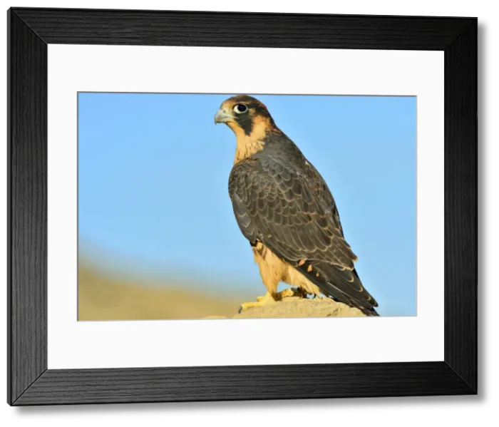 Framed Print : Picture No. 10983148 Framed Print : Picture No. 10983148