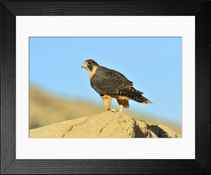 Framed Print : Picture No. 10983149 Framed Print : Picture No. 10983149