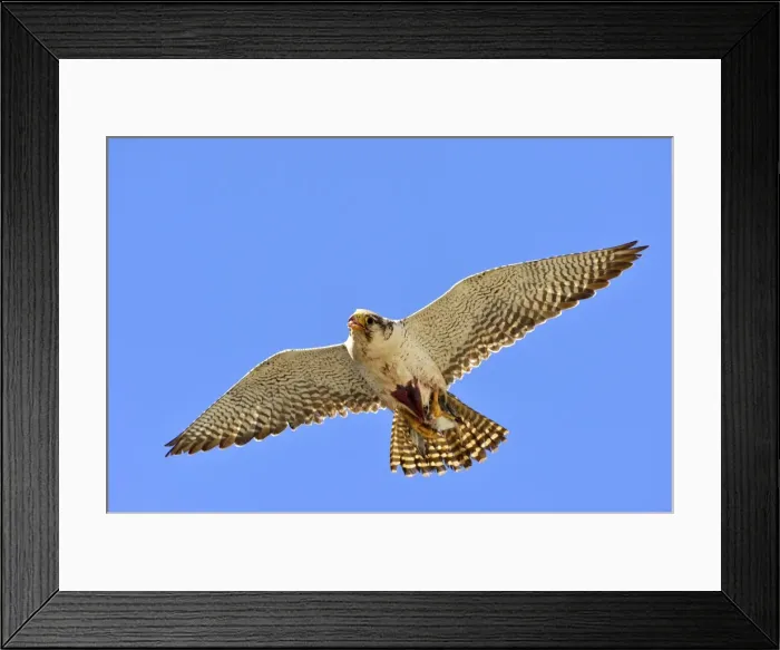 Framed Print : Picture No. 10983147 Framed Print : Picture No. 10983147