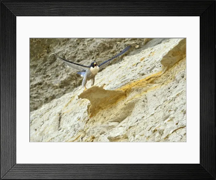 Framed Print : Picture No. 10983150 Framed Print : Picture No. 10983150
