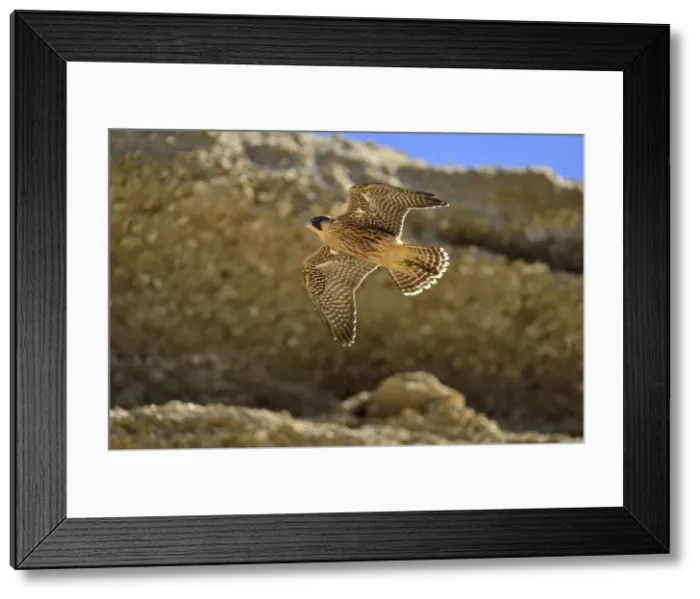 Framed Print : Picture No. 10983152