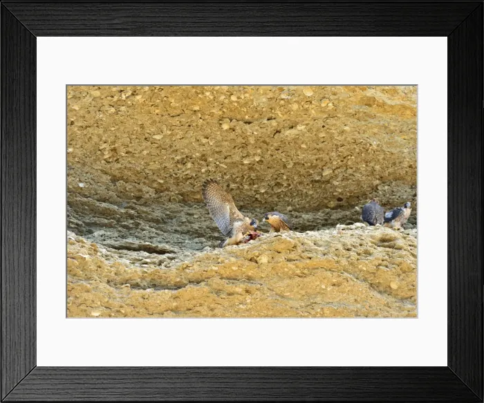 Framed Print : Picture No. 10983155 Framed Print : Picture No. 10983155
