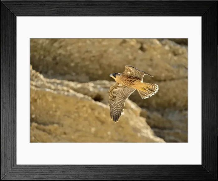 Framed Print : Picture No. 10983151 Framed Print : Picture No. 10983151