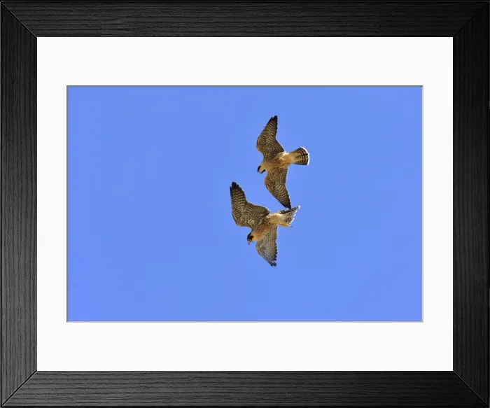 Framed Print : Picture No. 10983158 Framed Print : Picture No. 10983158