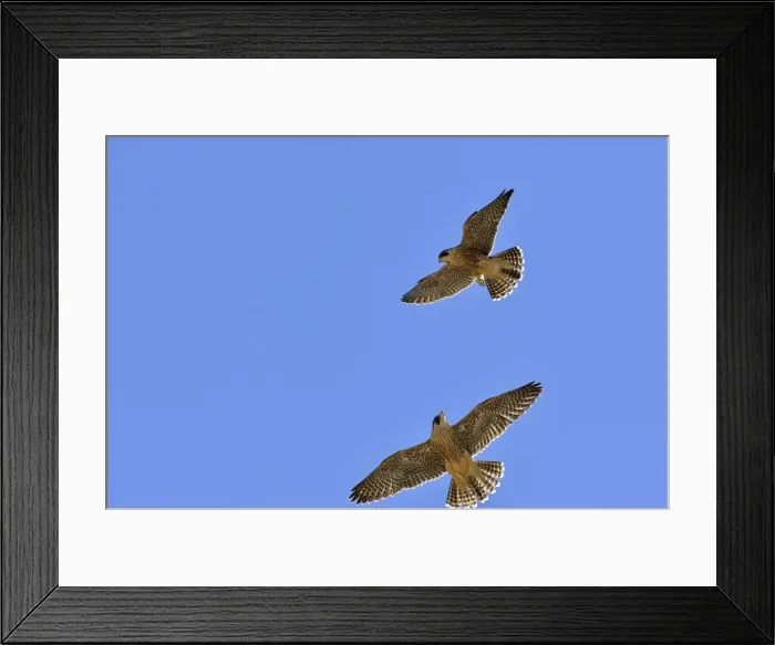 Framed Print : Picture No. 10983156 Framed Print : Picture No. 10983156