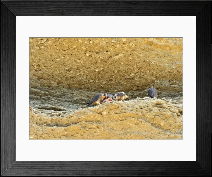 Framed Print : Picture No. 10983154 Framed Print : Picture No. 10983154