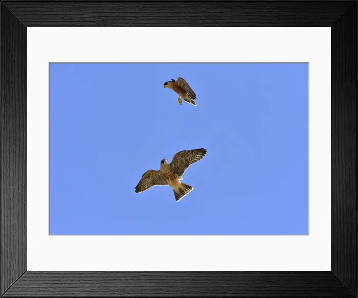 Framed Print : Picture No. 10983157 Framed Print : Picture No. 10983157