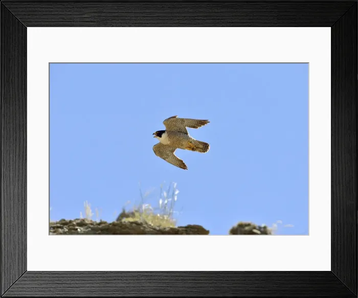 Framed Print : Picture No. 10983159 Framed Print : Picture No. 10983159