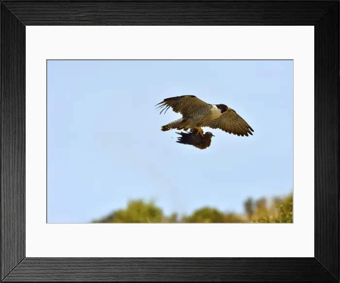 Framed Print : Picture No. 10983164 Framed Print : Picture No. 10983164