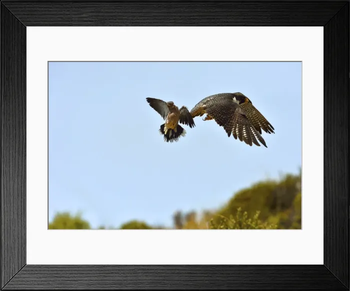 Framed Print : Picture No. 10983166 Framed Print : Picture No. 10983166
