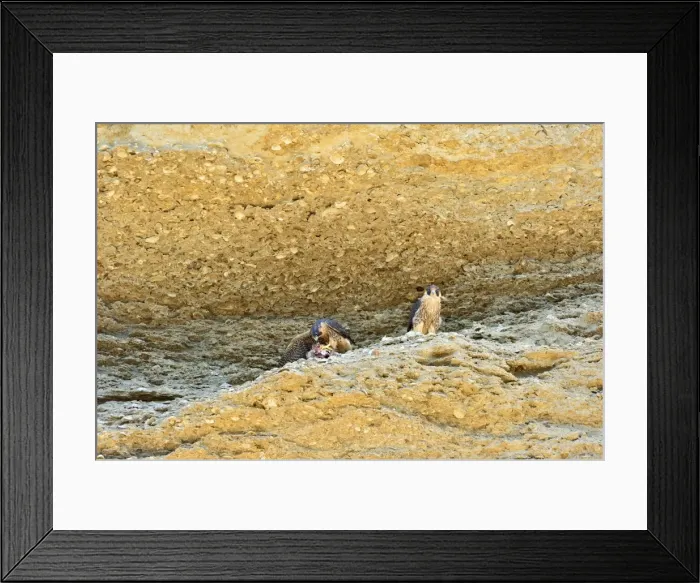 Framed Print : Picture No. 10983153 Framed Print : Picture No. 10983153