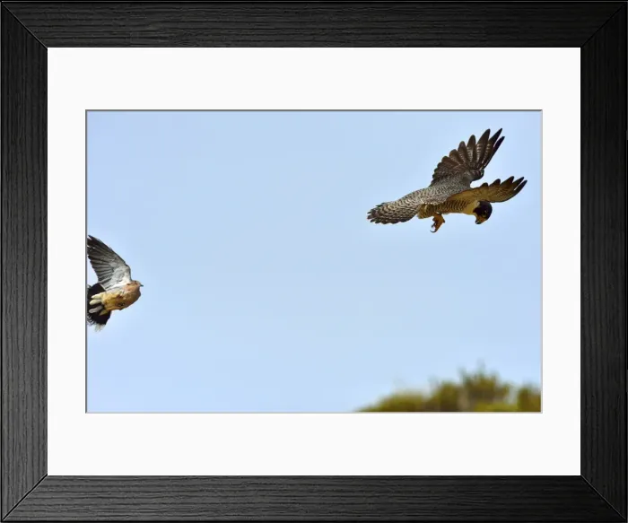 Framed Print : Picture No. 10983167 Framed Print : Picture No. 10983167