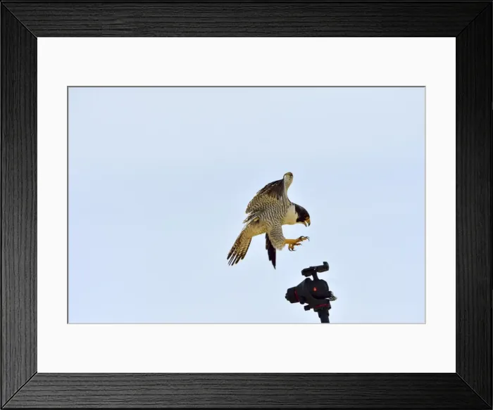 Framed Print : Picture No. 10983170 Framed Print : Picture No. 10983170