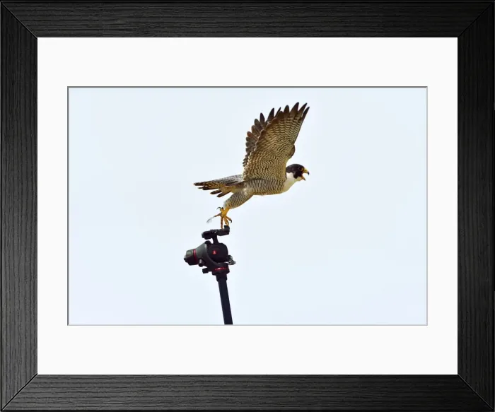 Framed Print : Picture No. 10983168 Framed Print : Picture No. 10983168