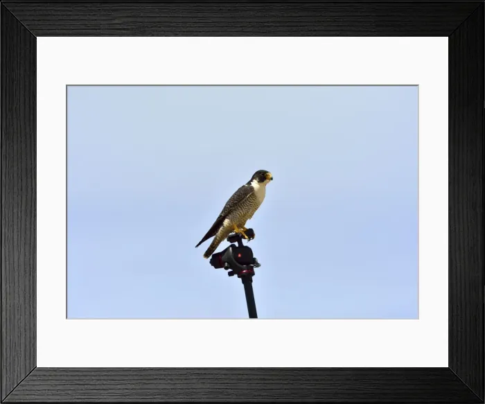 Framed Print : Picture No. 10983171 Framed Print : Picture No. 10983171