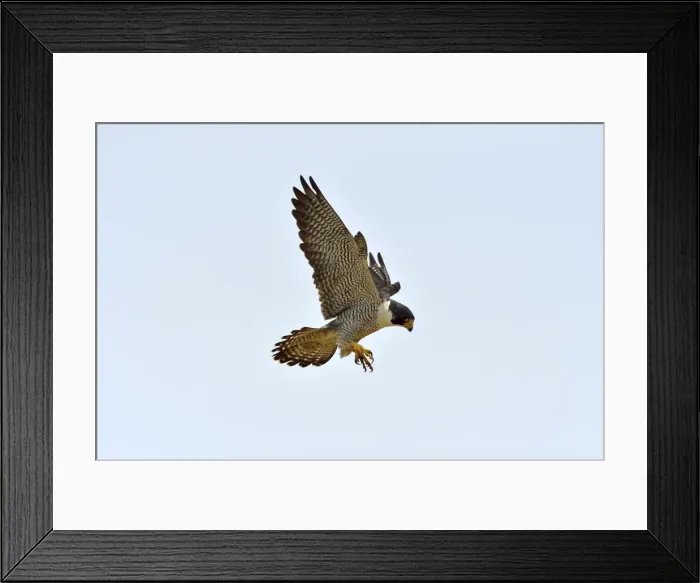 Framed Print : Picture No. 10983169 Framed Print : Picture No. 10983169