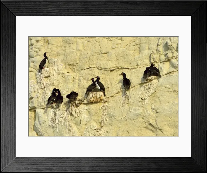 Framed Print : Picture No. 10983163 Framed Print : Picture No. 10983163