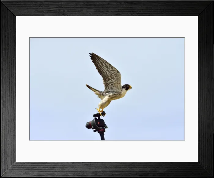 Framed Print : Picture No. 10983172 Framed Print : Picture No. 10983172