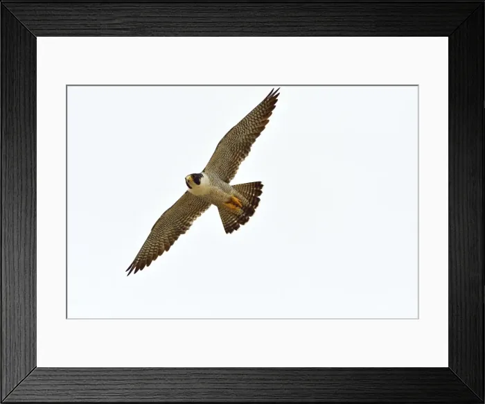 Framed Print : Picture No. 10983173 Framed Print : Picture No. 10983173