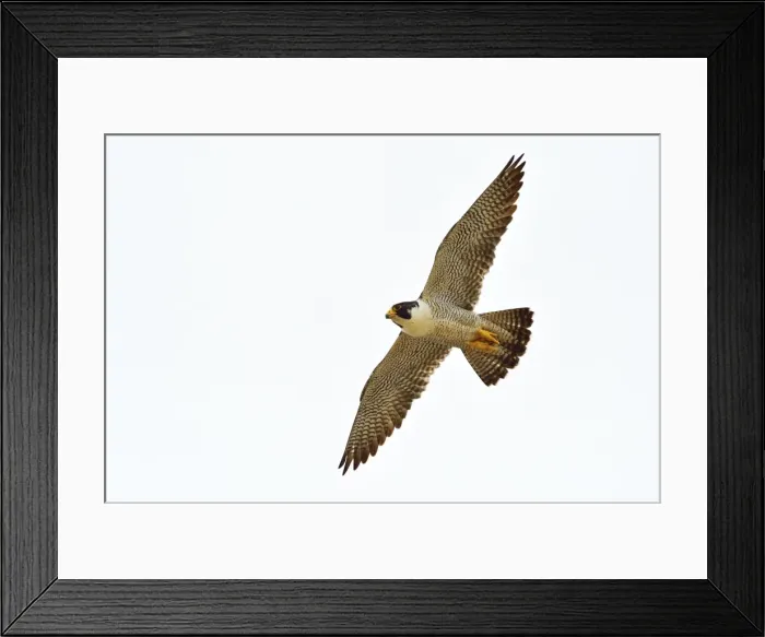 Framed Print : Picture No. 10983174 Framed Print : Picture No. 10983174