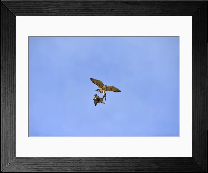 Framed Print : Picture No. 10983181 Framed Print : Picture No. 10983181
