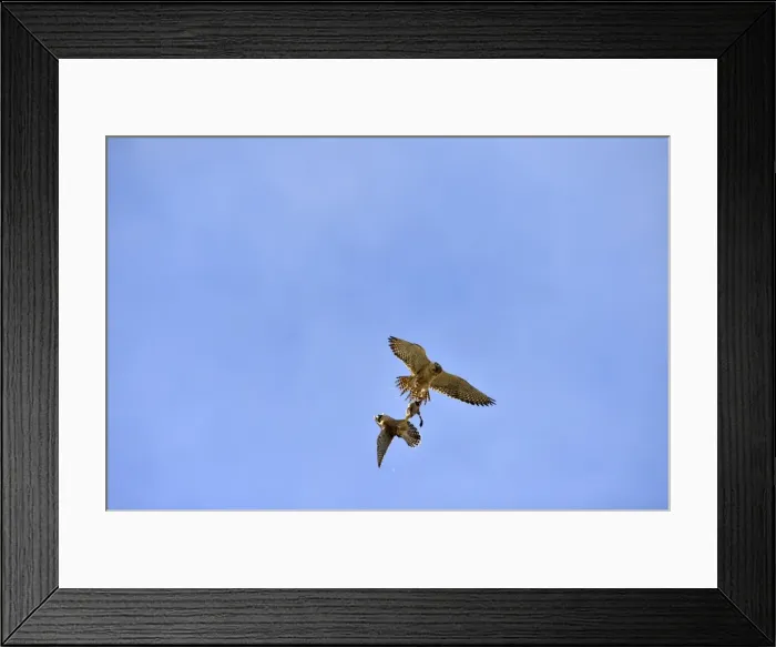 Framed Print : Picture No. 10983182 Framed Print : Picture No. 10983182