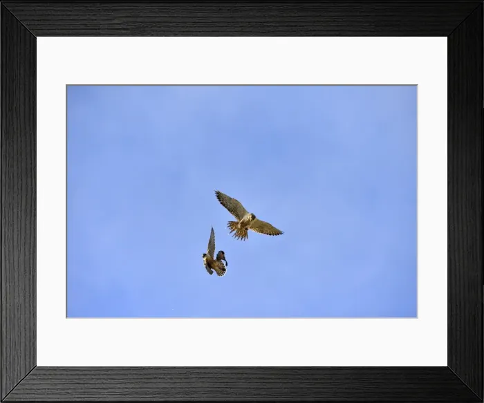 Framed Print : Picture No. 10983183 Framed Print : Picture No. 10983183