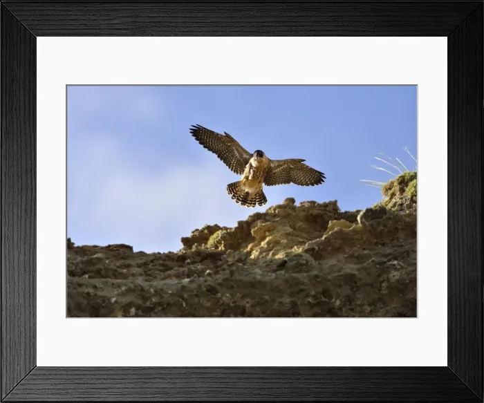 Framed Print : Picture No. 10983175 Framed Print : Picture No. 10983175