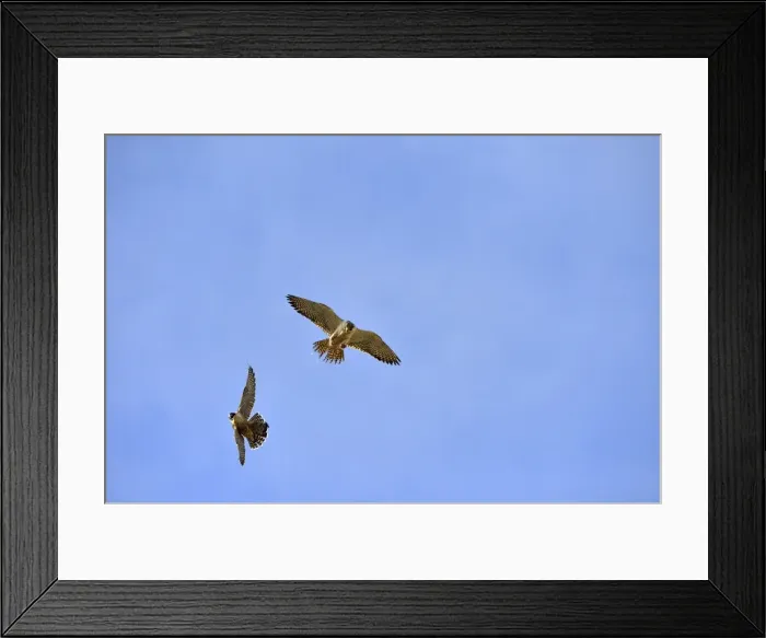 Framed Print : Picture No. 10983184 Framed Print : Picture No. 10983184