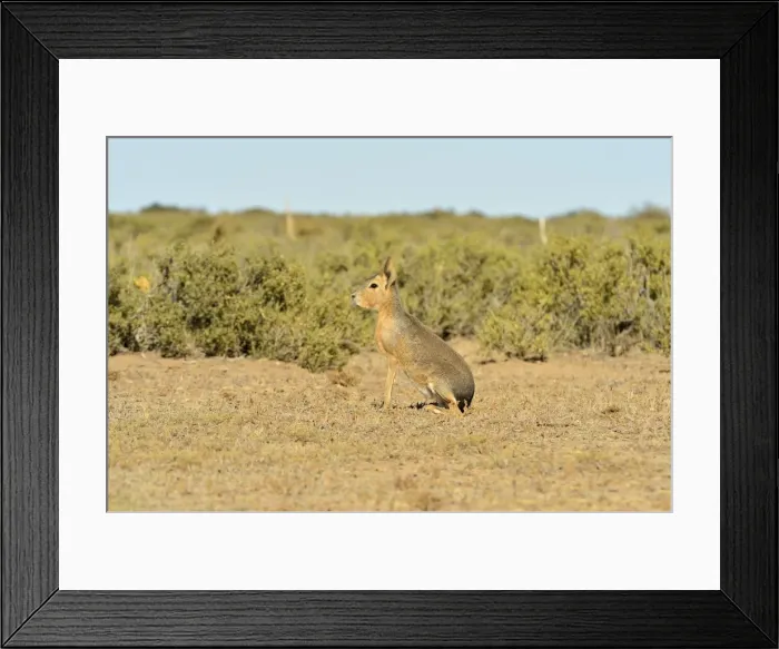 Framed Print : Picture No. 10983188