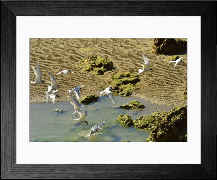 Framed Print : Picture No. 10983189 Framed Print : Picture No. 10983189