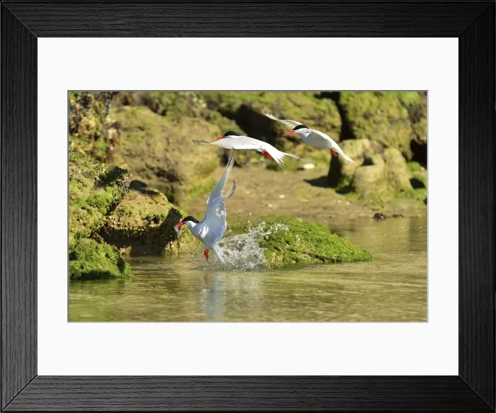 Framed Print : Picture No. 10983190 Framed Print : Picture No. 10983190